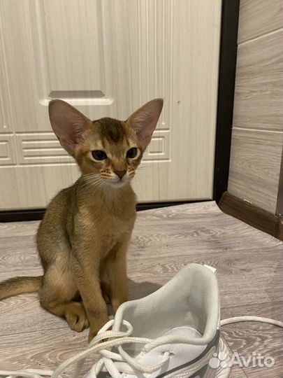 Абиссинские котята