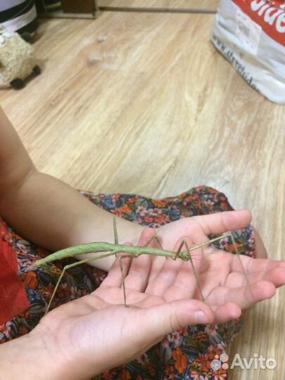 Аннамские палочники