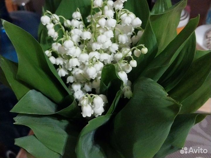 Вишня саженцы и ландыш или обмен