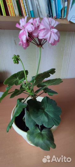 Герань белая и розовая