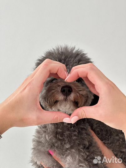 Груминг. Стрижка собак / кошек с выездом на дом