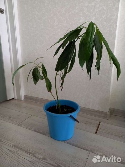 Авокадо растение