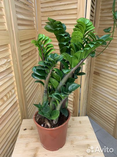 Замиокулькас Зензи