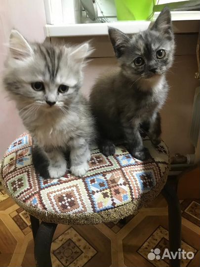 Шотландская