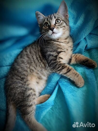 Котёнок мальчик