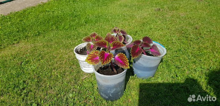 Колеус Вершаффельта бархатисто красно зелёный