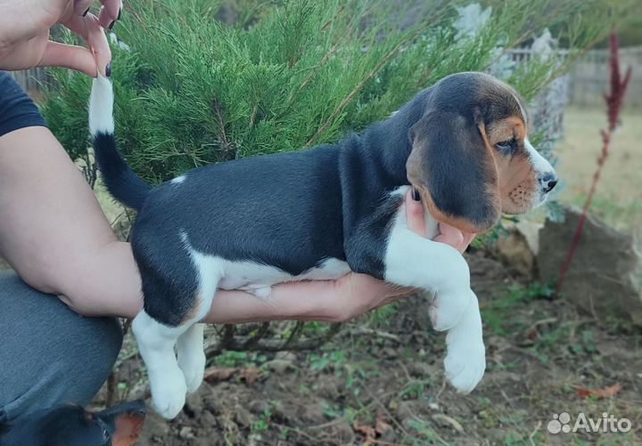 Щенки бигль