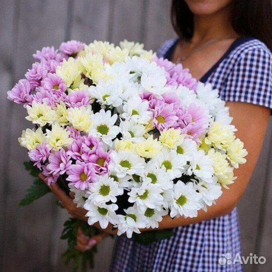 Сиреневые кустовые хризантемы