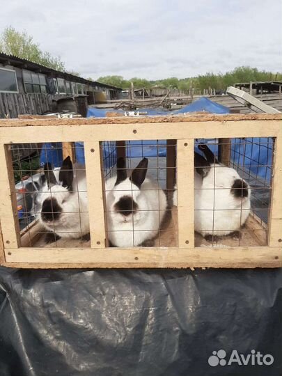 Кролики разных пород