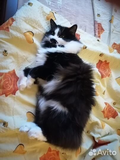 Котик в добрые руки