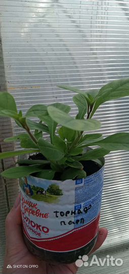 Тайдалы, петуния