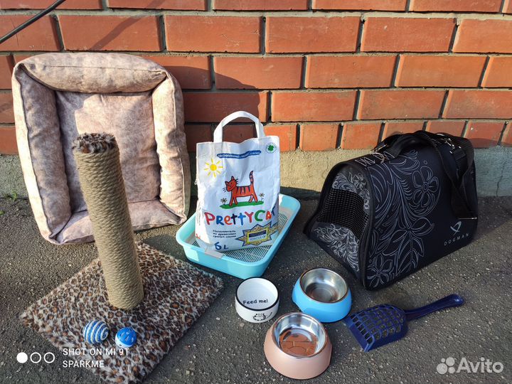 Котенок Макс 2 мес