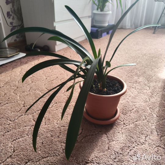 Комнатные цветы кливия