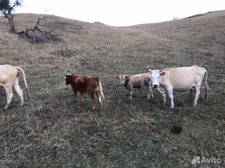 Продажа телят