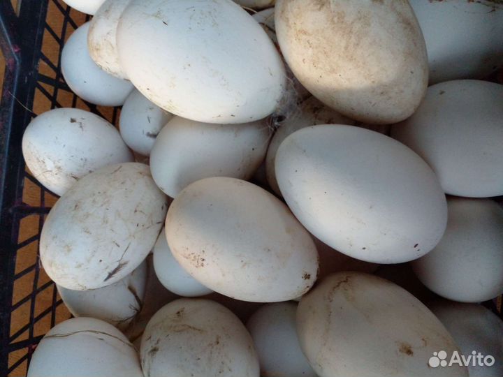 Инкубационное яйцо гусей