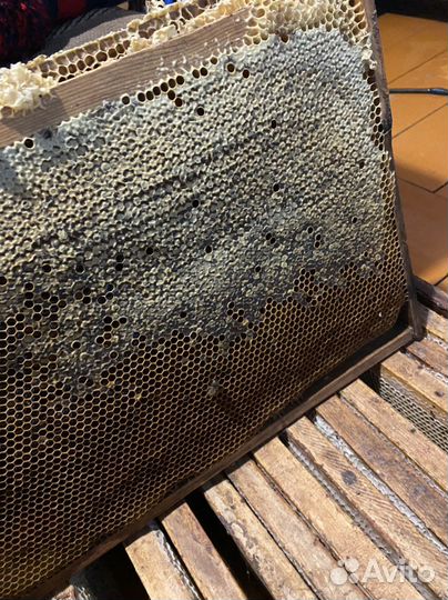 Пчелы бурзянские