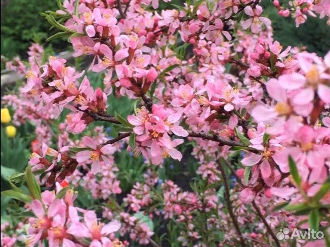 Декоративный миндаль