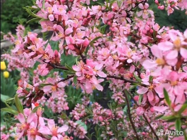 Декоративный миндаль