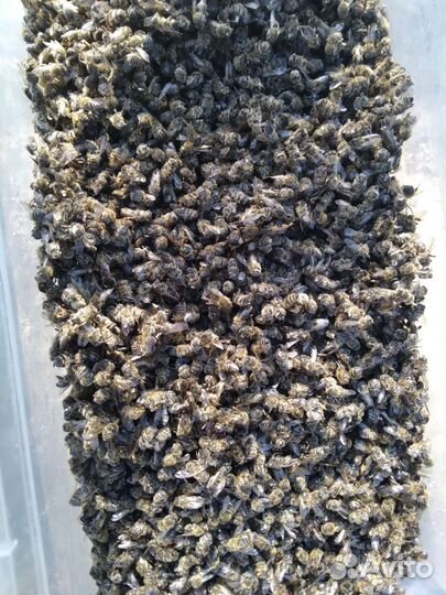 Пчелиный подмор