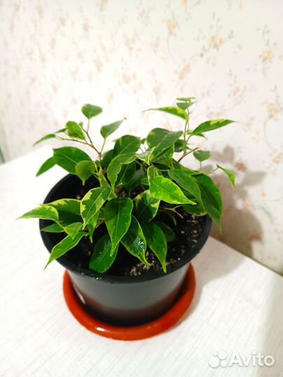 Спатифиллум, фикус Кинки и Бенджамина, педилантус