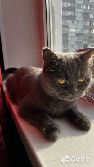 Британская кошка вязка