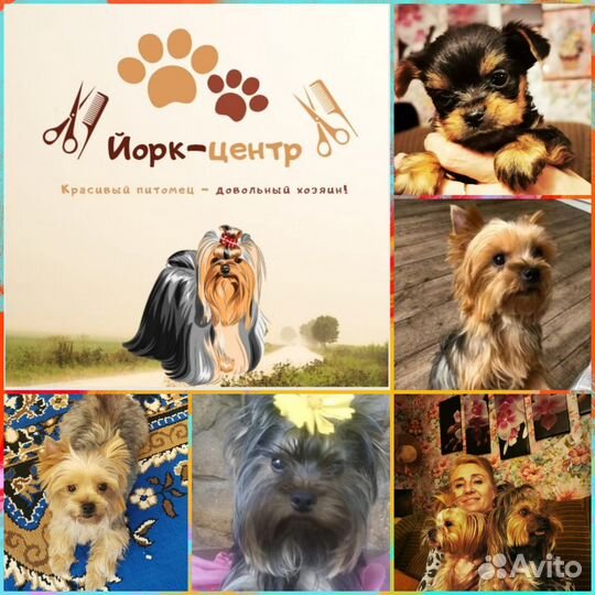 Груминг: услуги грумера Анапа и Анапский район