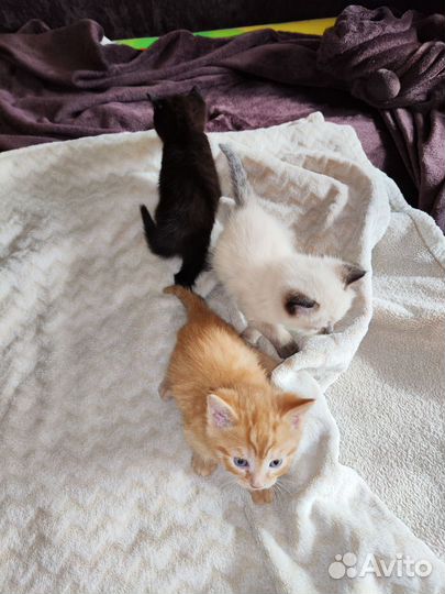 Котята в добрые руки