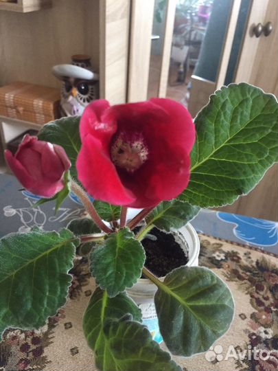 Глоксиния махровая