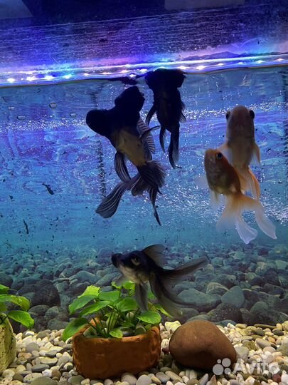 Аквариум с рыбками