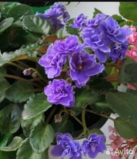 Фиалка, листочки