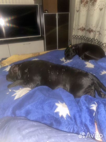 Стаффордширский бультерьер вязка