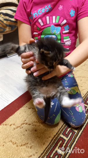 Отдам котят