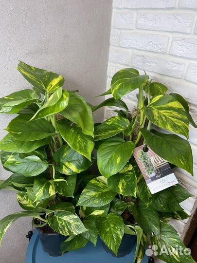 Эпипремнум комнатные цветы