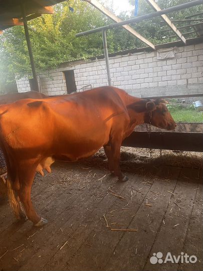 Корова на мясо