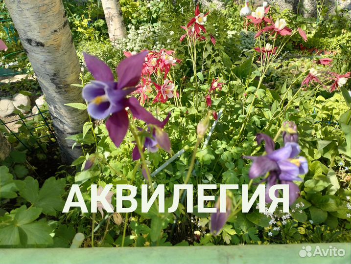 Продам многолетние цветы