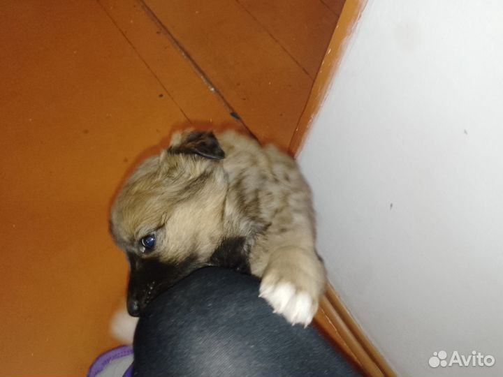 Отдам в добрые руки щенков