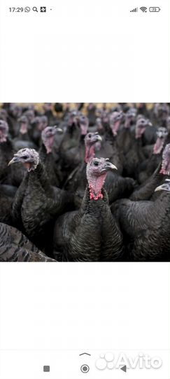 Индюки домашние