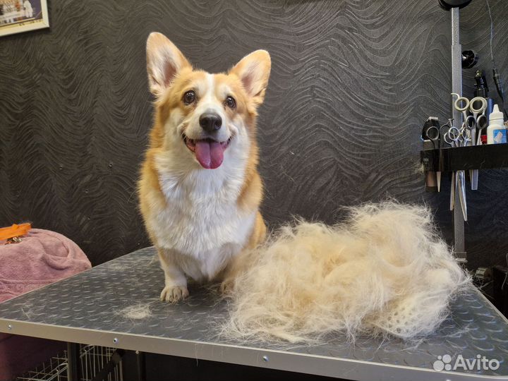 Стрижка собак и кошек