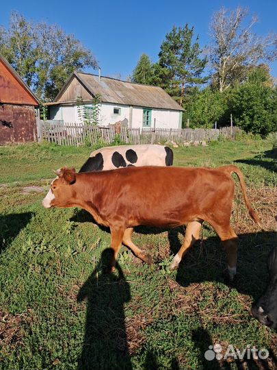Продам телят