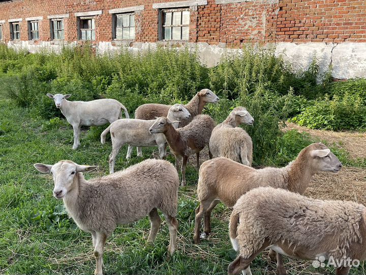 Овцы бараны Катумские