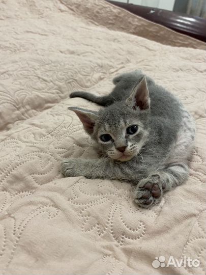 Котёнок Сфинкс браш