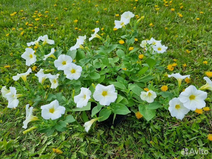 Петуния ампельная в кашпо