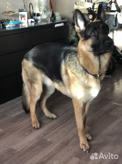 Ждем невесту