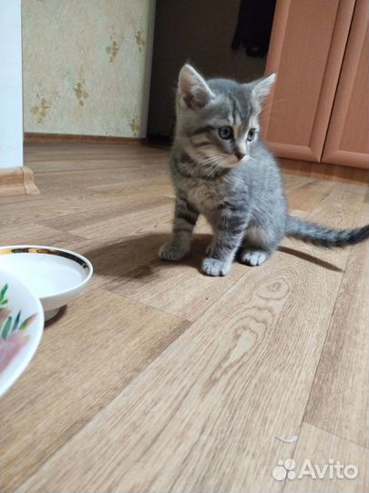 Котенок бесплатно