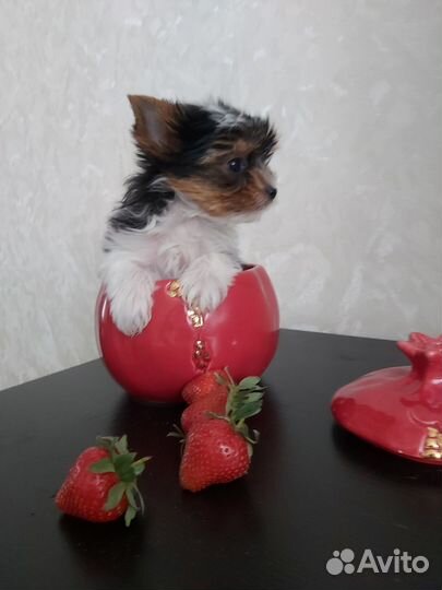 Щенки бивер