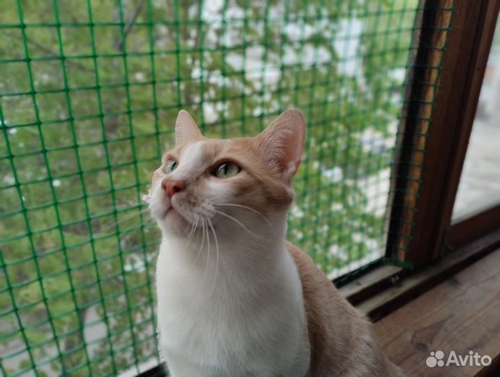 Кот в доме к удаче в жизни