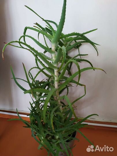 Алоэ 5 лет
