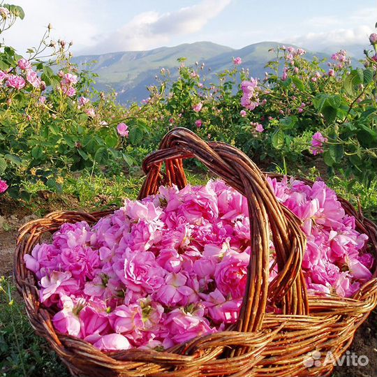 Лепестки чайной розы для варенья, чая, сушки