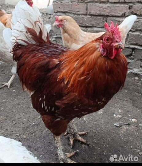 Молодые петухи