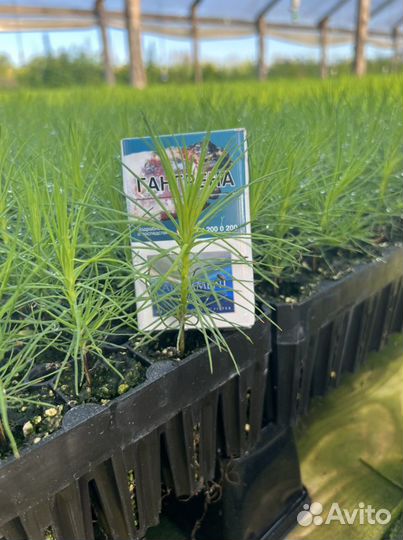 Сосна с зкс и окс сеянцы для Лесовосстановления